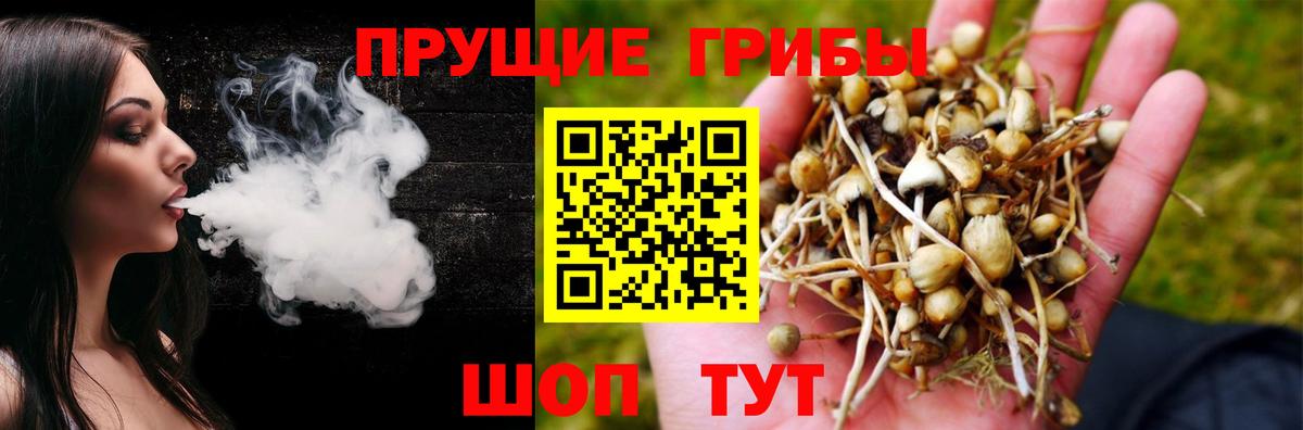 Псилоцибиновые грибы Psilocybe Хабаровск